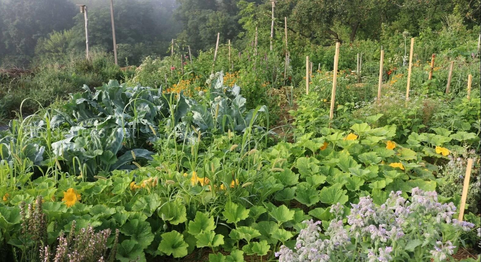 Огород по природному земледелию. Огород по анненкову. Органическое земледелие на даче. Кудасова органическое земледелие. Грядки в природном земледелии.