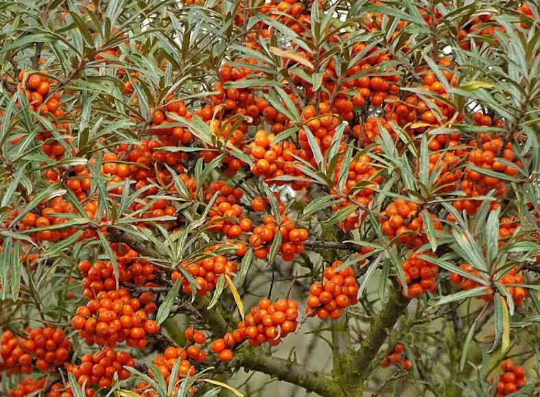 Облепиха крушиновидная фс. Облепиха куст. Облепиха крушиновидная куст. Облепиха крушиновая куст. Облепиха эссель.