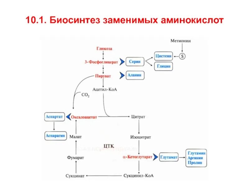 Пути образования аммиака биохимия. Пути образования аминокислот. Реакции образования аммиака в организме. Общая схема катаболизма аминокислот. Синтез заменимых аминокислот биохимия.