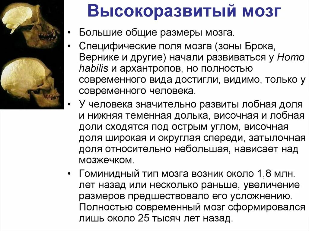 Размер мозга увеличивается. Объем мозга современного человека. Размер мозга. Увеличить объем мозга. Первые современные люди размер мозга.