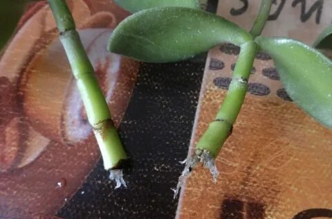 Денежное дерево корень в воде