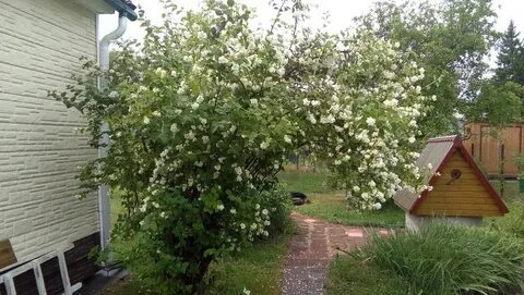 Можно ли обрезать чубушник