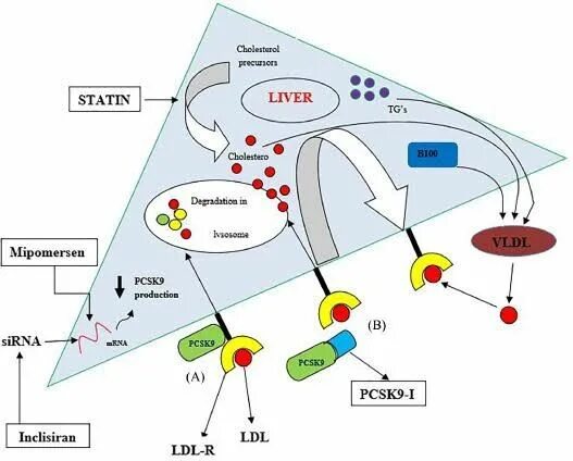 Инклисиран механизм действия. Pcsk9 препараты. Ингибиторы pcsk9 механизм действия. Ингибиторы pcsk9