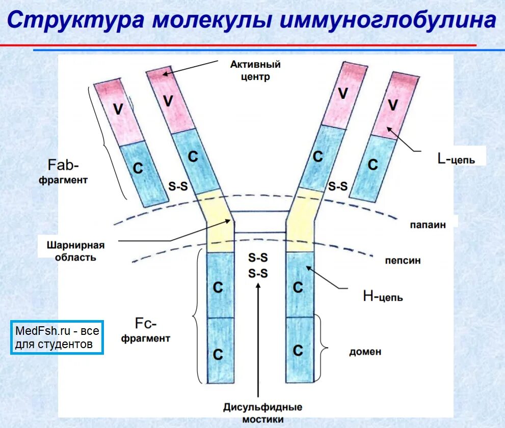 Антитела после иммуноглобулина. Структура молекулы иммуноглобулина. Строение мономерной молекулы иммуноглобулина. Антитела иммуноглобулины структура. Строение антител иммуноглобулинов g.