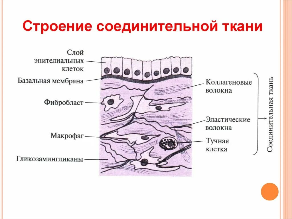 Строение соединительной ткани. Соединительная ткань строение и функции. Схема строения соединительной ткани. Строение и функции соединительной ткани человека. Базальная мембрана функции