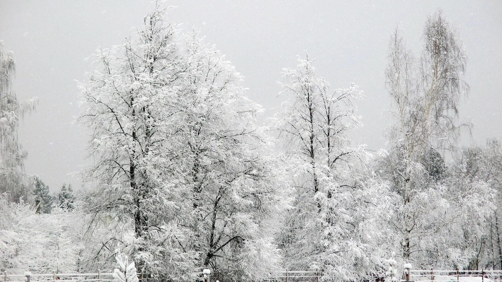 Белый снег. Белая зима. Зимний лес белый. Деревья в снегу. Белоснежная зима.