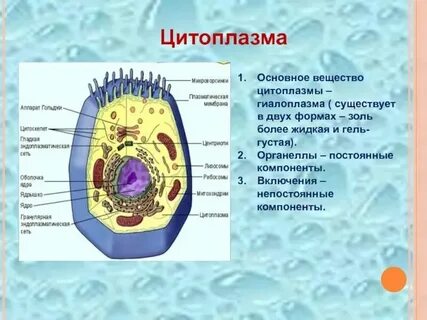 Как можно наблюдать движение цитоплазмы 6 класс