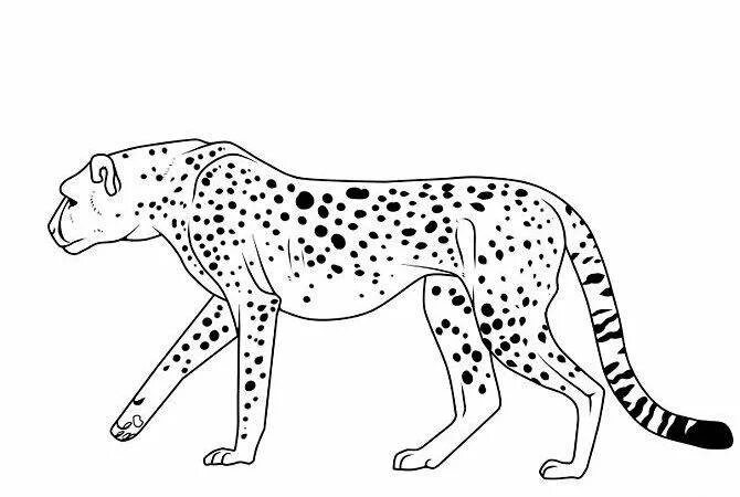 Как рисовать леопарда. Контур леопарда для рисования. гепард для рисования. рисование гепарда для детей. гепард рисунок карандашом для детей.