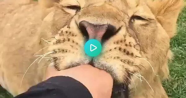 Укус тигра
