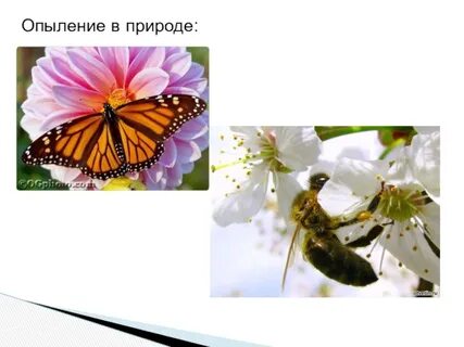 Тест опыление