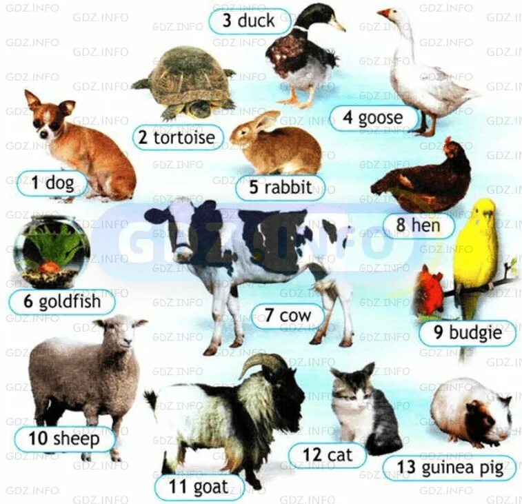 Спотлайт 5 my Pet. English Spotlight животные. Animals 5 класс Spotlight. Животные на английском 5 класс 5. Spotlight 5 7b wordwall