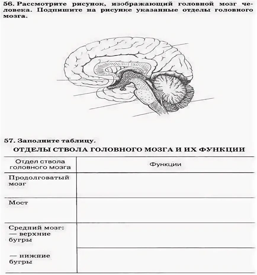 Ствол головного мозга отдел ствола головного мозга таблица. Строение и функции отделов головного мозга таблица. Отделы ствола головного мозга и их функции таблица. Отдел ствола головного мозга функции таблица. Заполните таблицу функции отделов головного мозга