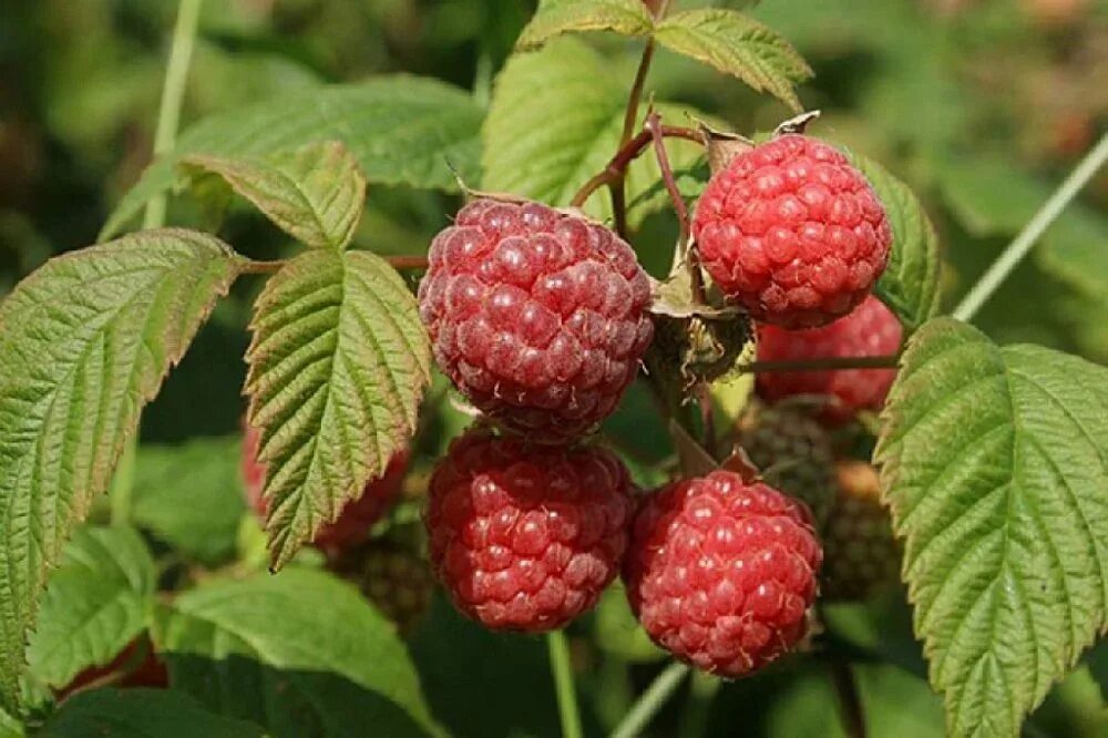 Сорт малины красная королева. Малина обыкновенная (Rubus idaeus). Малина обыкновенная Rúbus idáeus. Малина обыкновенная Пересвет. Малина сорт Мишутка.