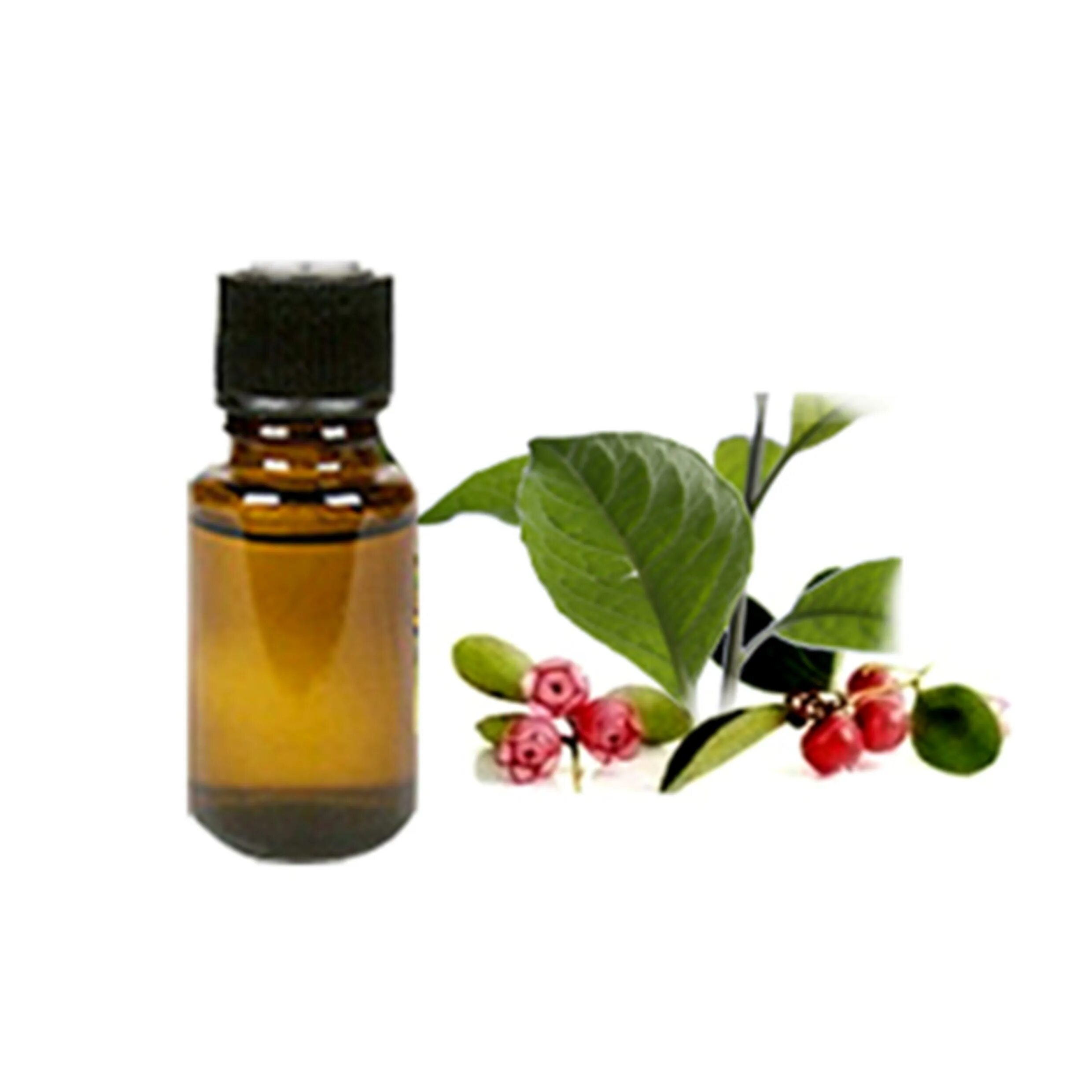 Грушанка ДОТЕРРА. DOTERRA эфирное масло грушанка. Грушанка Gaultheria procumbens. Гаультерия это грушанка.