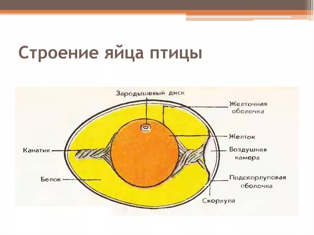 Яйцо 1 клетка. Строение яйца птицы халазы. Внутреннее строение яйца. Строение яйцеклетки куриного яйца. Внутреннее строение яйца птицы.