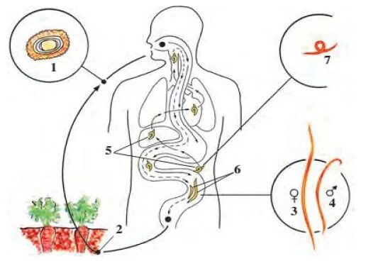 Аскарида человеческая основной и промежуточный хозяин. Схема развития аскариды. Схема человеческой аскариды. Аскарида человеческая рисунок.