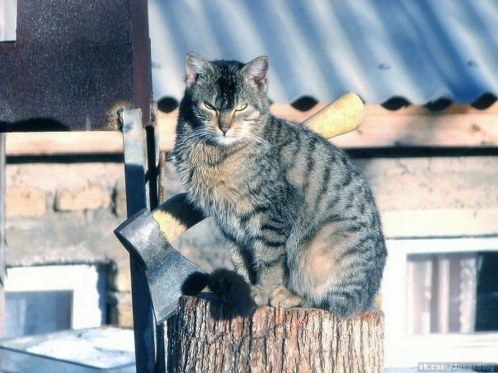 Кот с топором. Суровый кот с топором. Суровые русские коты. Челябинские коты. Russian petting