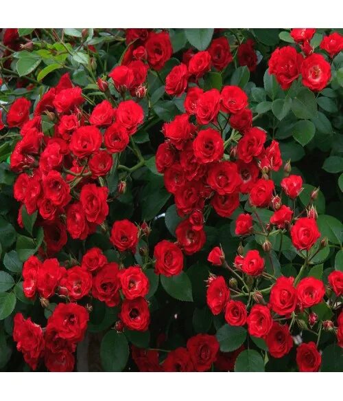 Роза почвопокровная "Скарлет" ( Rose "Scarlet")С.3-С.5
