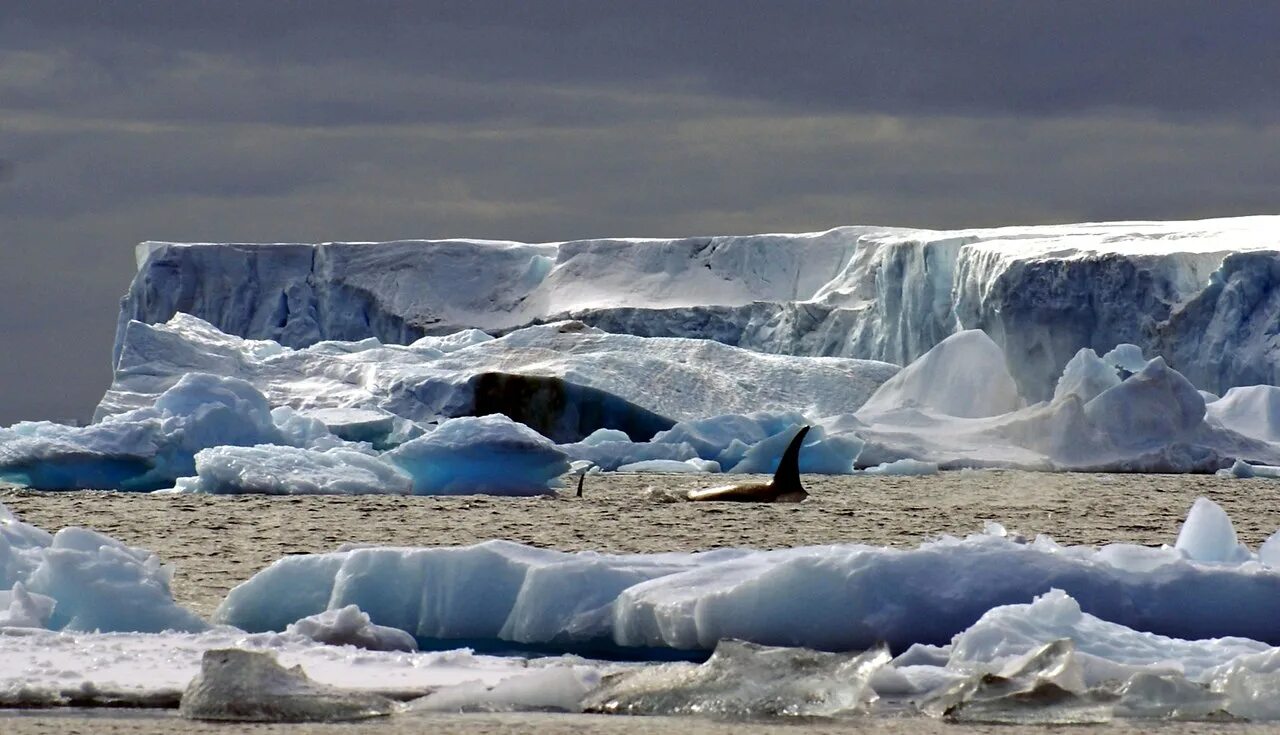 Холодный среди льдин. Китовая бухта Антарктида. Ледяной Покров Антарктиды. Побережье Антарктиды.