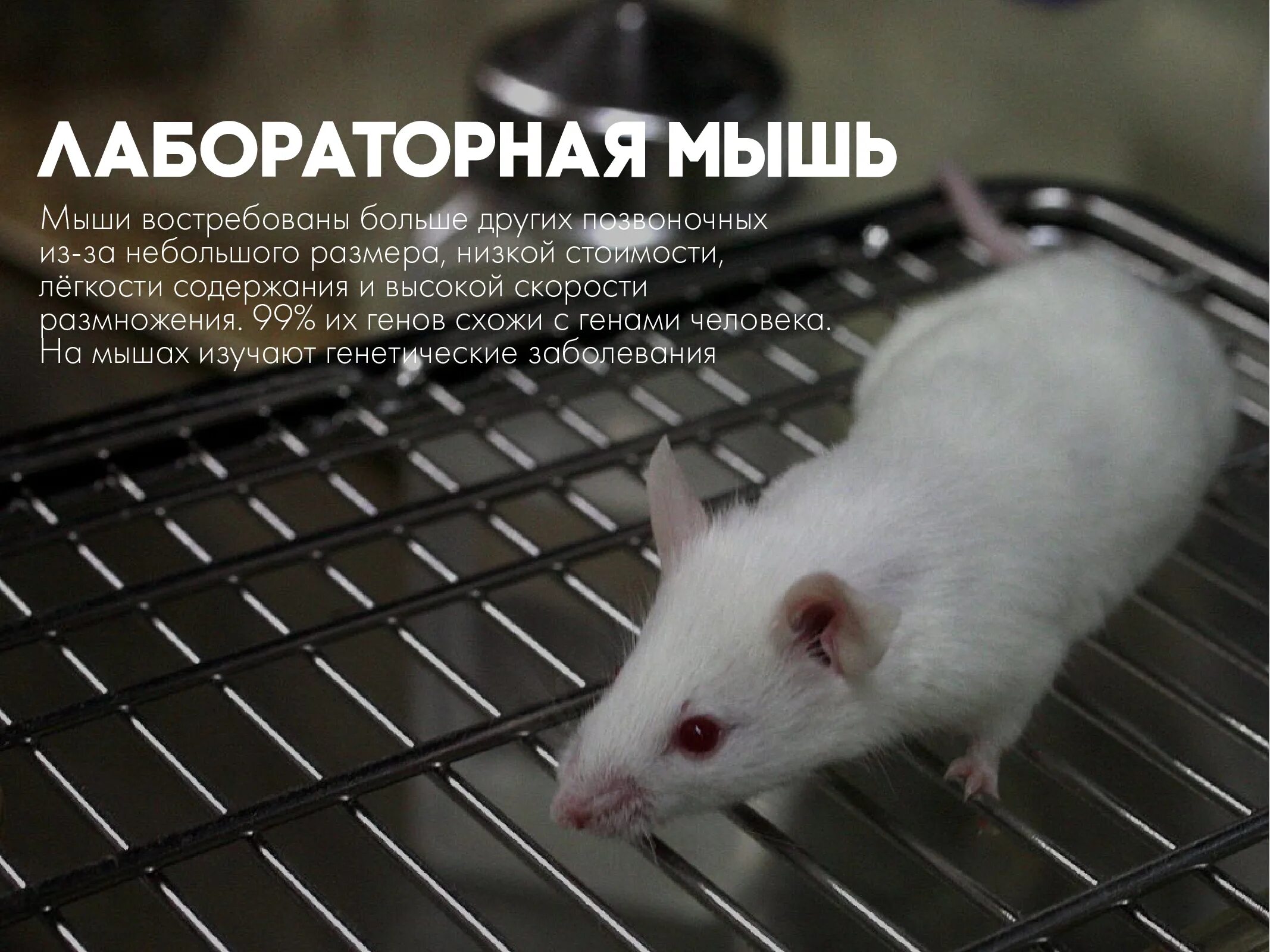 Зрение мыши. Экспериментальные животные. Белые лабораторные мыши. Животные в лаборатории. Мышь белая фото.