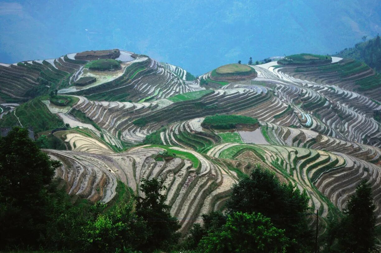Поля террасы. Рисовые террасы Лунцзи в Китае. Рисовые террасы Луншэн Китай. Гуйлинь Китай рисовые поля. Террасирование склонов Китай.