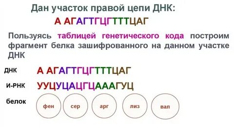 Генетический код решение