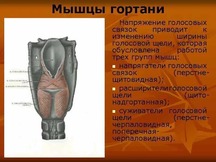 Мышцы расширяющие голосовую щель. Перстнещитовидная мышца гортани. мышцы гортани функции.
