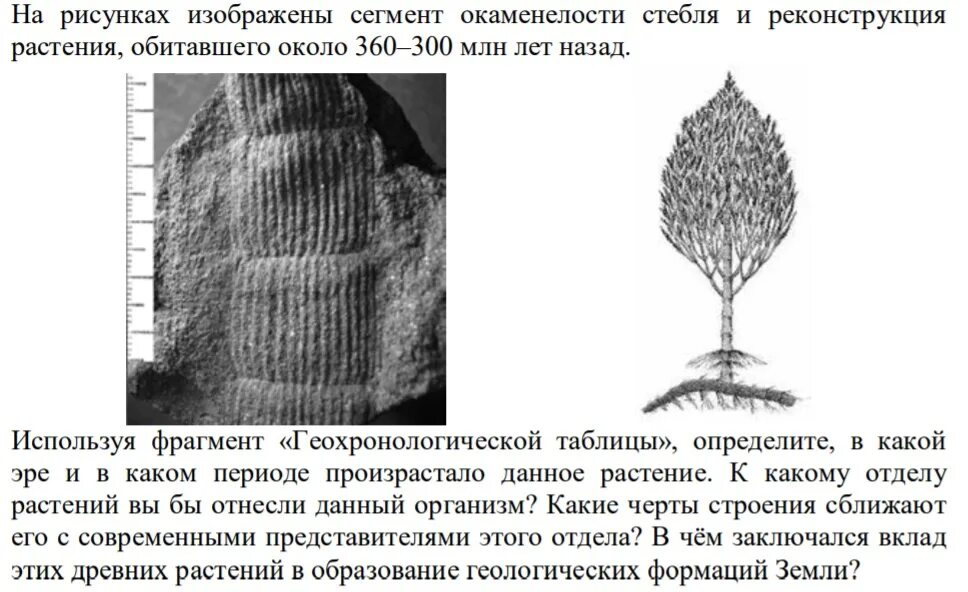 Древние растения Каламиты. Растительные окаменелости Каламиты. Отпечатки вымерших растений. Растение 350-285 млн лет назад.