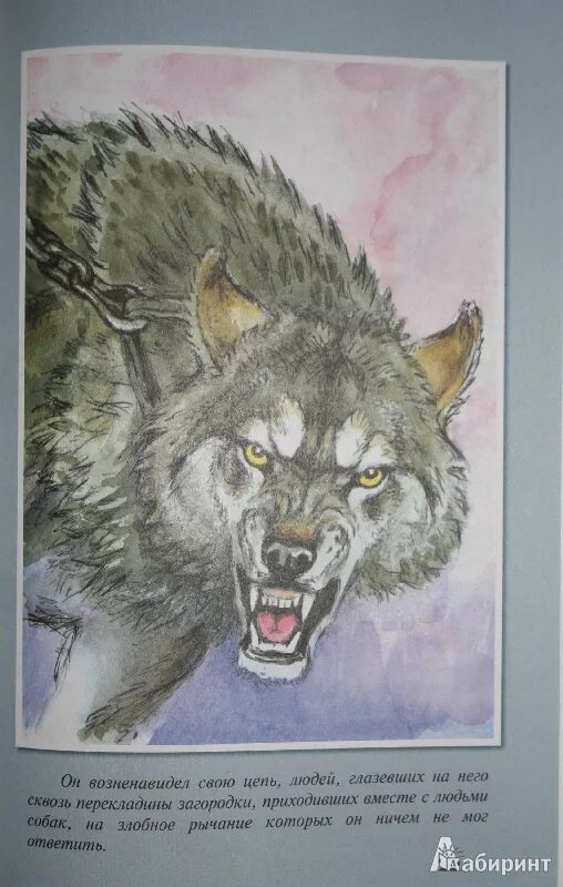Произведение бурый волк. Волк белый клык. Джек Лондон "белый клык". Иллюстрация к рассказу белый клык Джек Лондон. Бурый волк Джек Лондон.