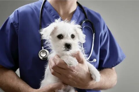 Vet 1