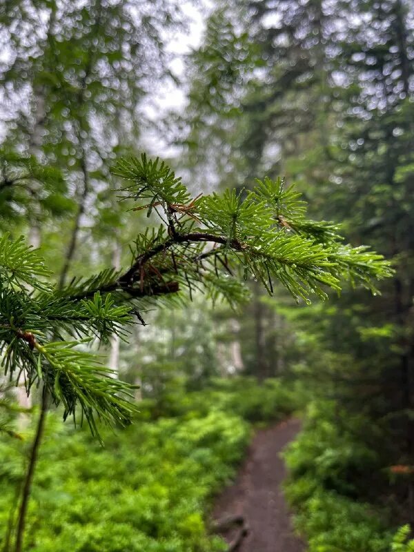 тайга дышит. тайга (хвойные леса). темнохвойная пихтовая тайга сибирь. таежное дыхание фиточай. лесная тайга.