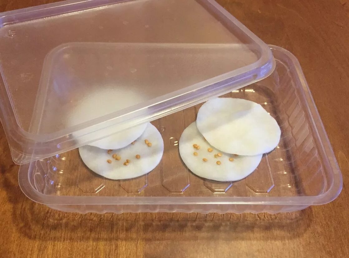 семена каркаде проращивание. проращивание семян. прорастание семян лаванды. проращивание на ватных дисках. семена на ватном диске.