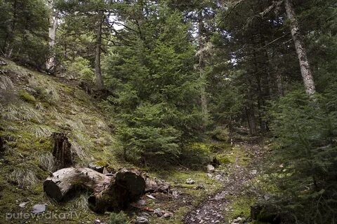 За рекой поднимались дубовые и пихтовые