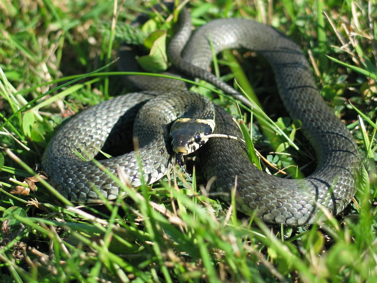 Grass snake. Обыкновенный уж Natrix Natrix. Змея Натрикс Натрикс. Змея уж обыкновенный. Уж обыкновенный - змея неядовитая.