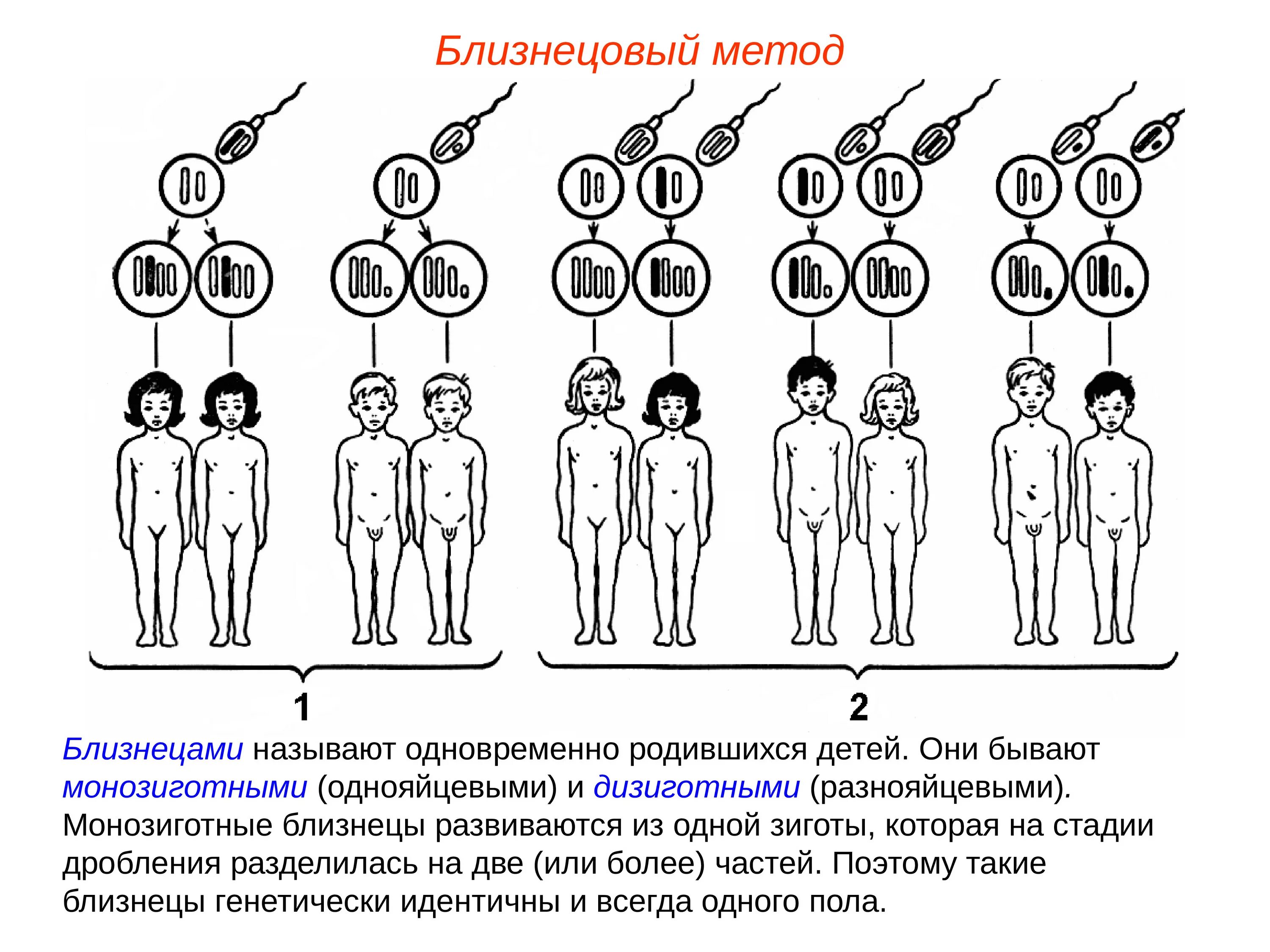 Двойня по какой линии