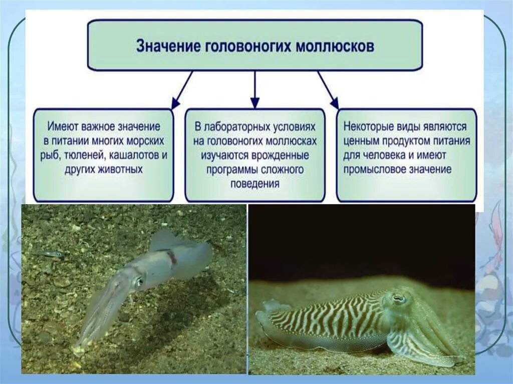 Значение головоногих