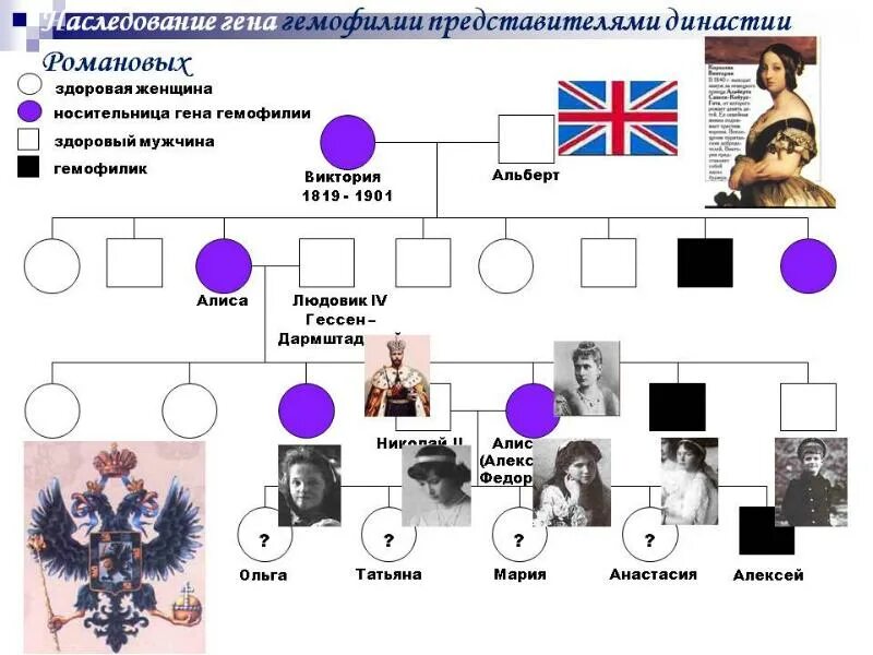 Родословная Романовых гемофилия. Родословная королевы Виктории наследование гемофилии. Генеалогическое Древо наследования гемофилии в семье Романовых. Родословная семьи Романовых гемофилия. В брак вступили мужчина больной гемофилией