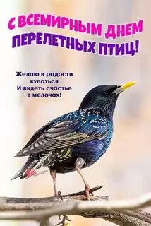 Всемирный день перелетных птиц в детском саду