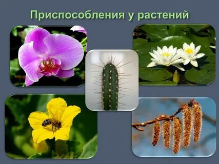 Приспособление растений к разной среде обитания