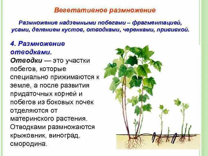 В чем заключается размножение в жизни растения. Размножение надземный побег черенками. Надземный стеблевой черенок размножение. Стеблевые черенки вегетативное размножение. Стеблевой черенок вегетативное размножение.