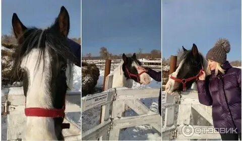 Диводворье ул каринка 2а село мальцево отзывы