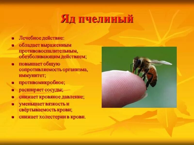 Почему пчелиный яд лекарство 2 класс. Пчелиный яд. чем полезен яд пчелы. яд пчёл полезен.