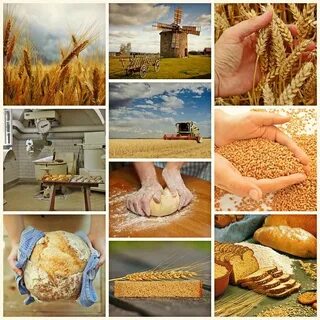 Из пшеницы пекут хлеб