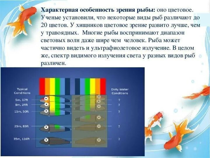 Рыбы различают цвета. Цветовое зрение у рыб. Как рыбы видят цвета. Цвет приманки в зависимости от глубины. Какую окраску имеют рыбы