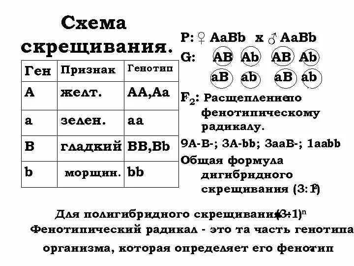 Скрещивание особей с неизвестным генотипом. AABB генотип. Скрещивание AABB AABB схема. AABB AABB скрещивание генотип. AABB название генотипа.