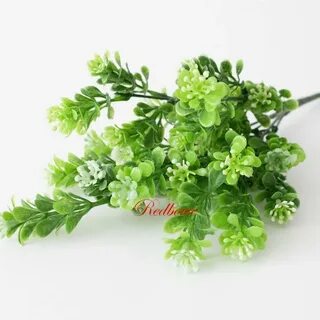 Самшит 4 буквы
