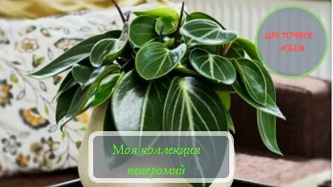 Опишите особенности растений пеперомии и сансевиерии