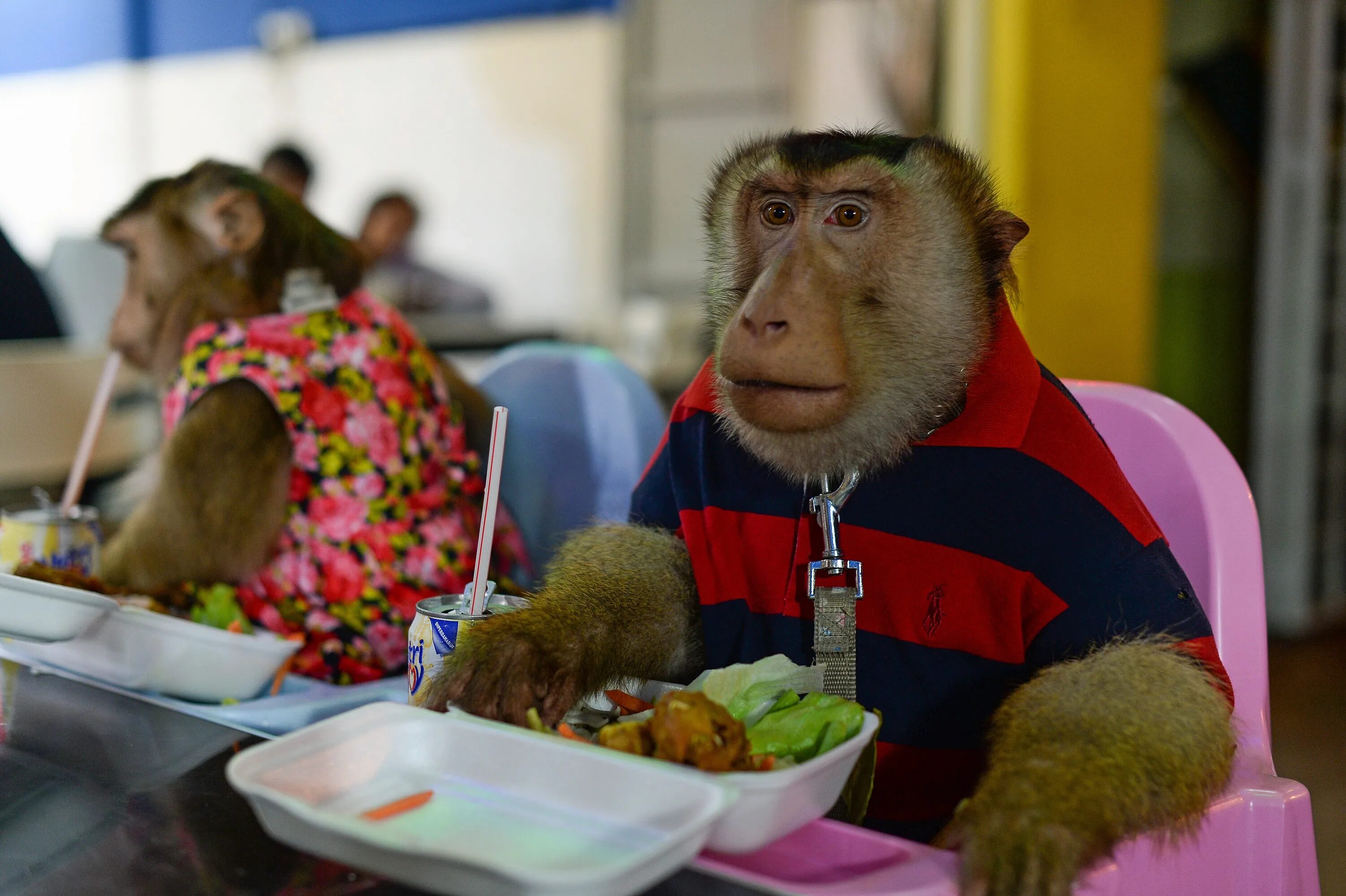 Обезьяна в одежде. Обезьяна в одежде. Обезьяна в одежде. Обезьяна в одежде. Обезьянка в кепке.