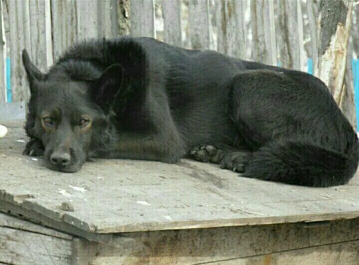 приют животных ласка