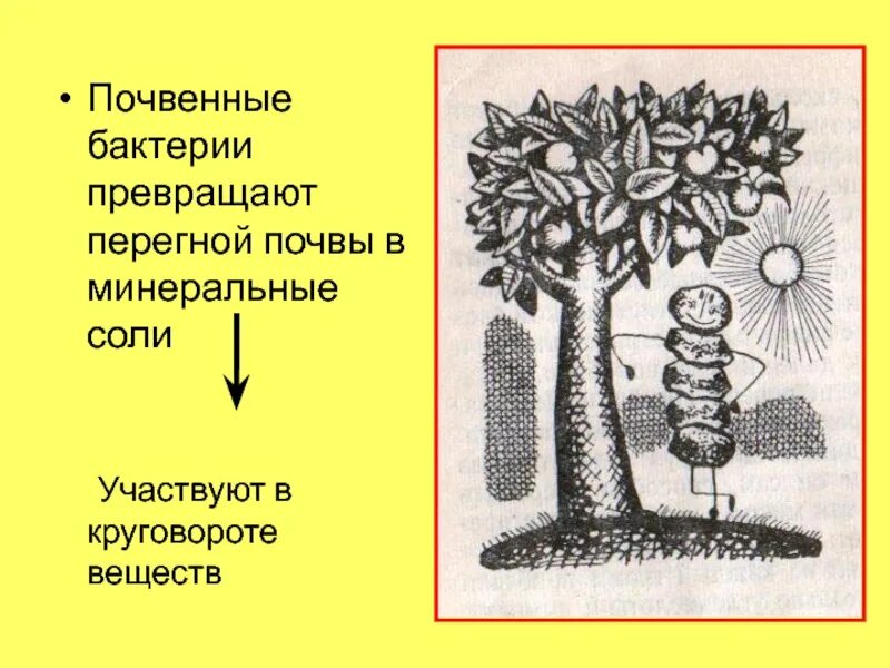 Почвенные бактерии это. Почвенные бактерии. Почвенные бактерии 5 класс биология. Микроорганизмы в почве 5 класс. Почвенные бактерии 5 класс.